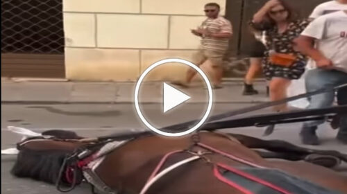 Cavallo si accascia al suolo in centro a Palermo: le immagini – VIDEO