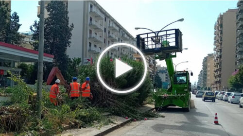 Palermo, passante ferroviario, partiti i lavori della fermata “Lazio”: via alla rimozione degli alberi – IL VIDEO