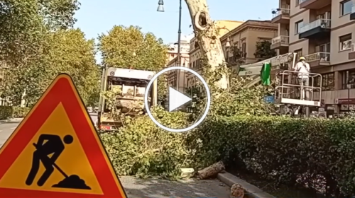 Palermo, partito l’abbattimento di cinque platani in via Libertà – IL VIDEO