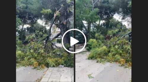 Palermo travolta dalle forti raffiche di vento, gli alberi cadono come birilli: le immagini da Mondello – VIDEO