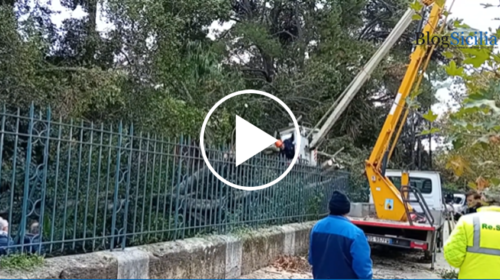 Paura al Giardino Inglese, ficus secolare crolla al suolo – IL VIDEO