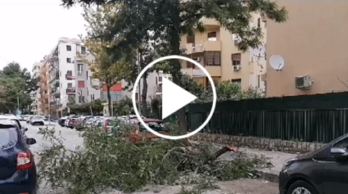 Paura a Palermo per il forte vento, grosso ramo cade tra le auto – VIDEO