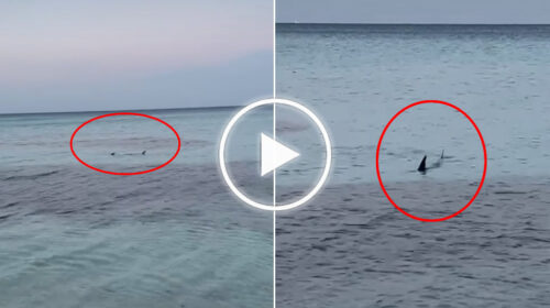 Mistero risolto: non squali, ma aguglie imperiali a pochi metri dalla spiaggia di Mondello – IL VIDEO