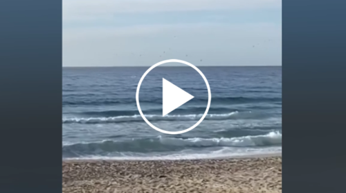 Sole, mare e… delfini: spettacolo davanti alla spiaggia di Capaci – IL VIDEO