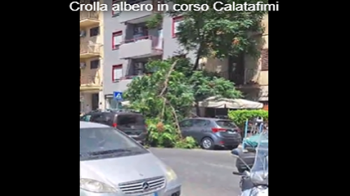 Paura in corso Calatafimi, albero crolla e si abbatte su due auto parcheggiate – VIDEO