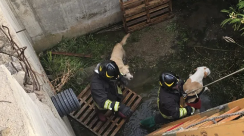 Salvataggio di due cani a Campofelice di Roccella – IL VIDEO