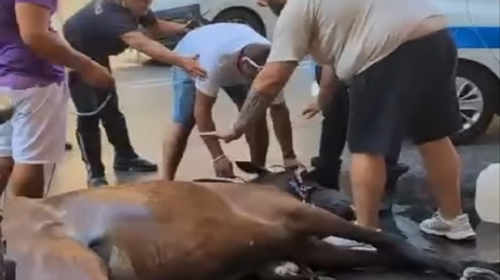 Cavallo stramazza in via Roma, diverse le segnalazioni alla polizia municipale – VIDEO