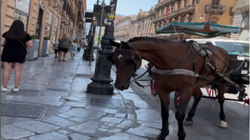 Palermo, aggiornamento da Via Roma: “Il cavallo è in piedi e sta bene” – IL VIDEO