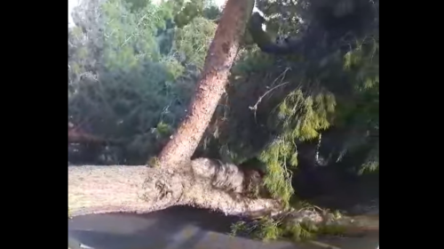 Maltempo a Palermo: forte vento e alberi abbattuti in via Lanza di Scalea – IL VIDEO