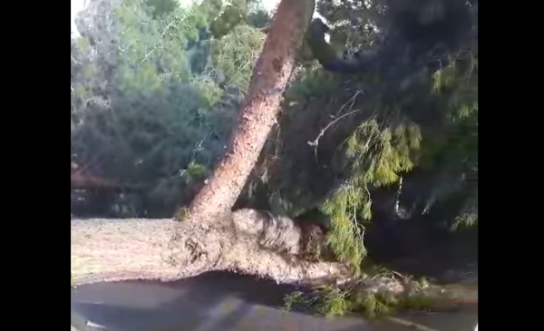 Maltempo a Palermo: forte vento e alberi abbattuti in via Lanza di Scalea – IL VIDEO