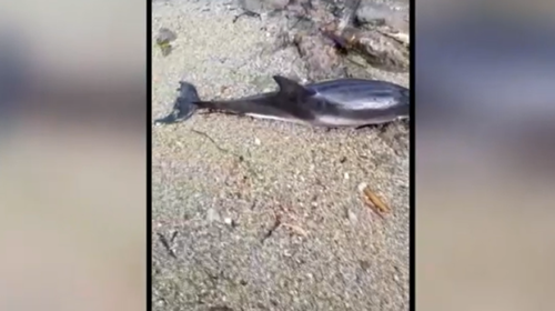 Sferracavallo, trovato un delfino spiaggiato – IL VIDEO