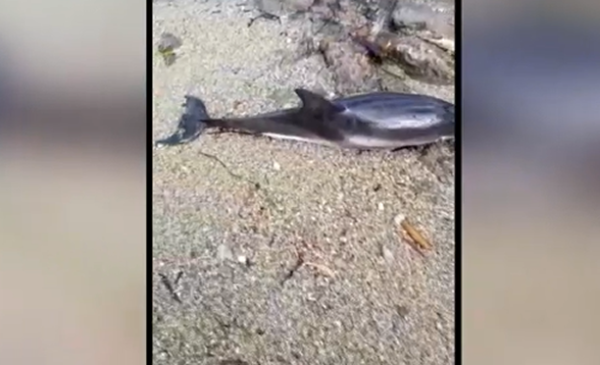 Sferracavallo, trovato un delfino spiaggiato – IL VIDEO