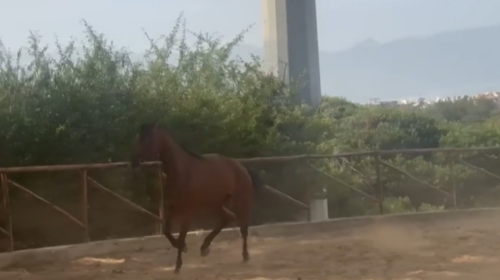 Ferrandelli: “Guardate, la cavalla stramazzata al suolo una settimana fa ora sta benissimo” – IL VIDEO