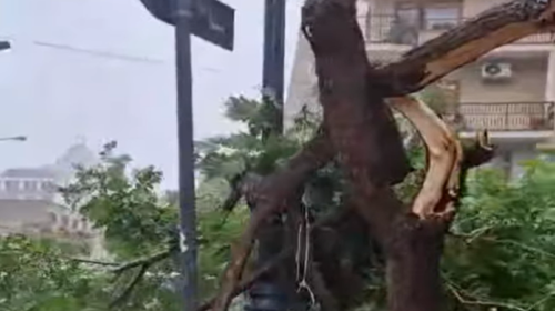 Maltempo a Palermo: albero crolla in Via Principe di Villafranca – VIDEO