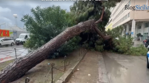 Maltempo a Palermo, strade allagate e alberi caduti – IL VIDEO