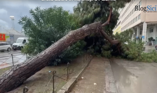 Maltempo a Palermo, strade allagate e alberi caduti – IL VIDEO